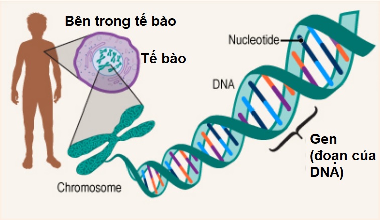 Chiêm tinh học – thăm dò tương lai