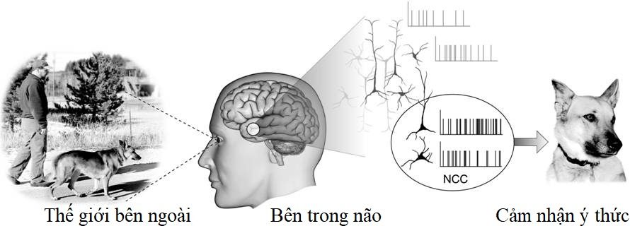 Não, tâm trí, tâm thức