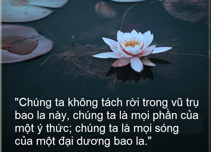 Cái một và vô chọn lựa
